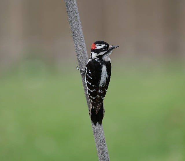 woodpecker,pigeon,blackbird,bird