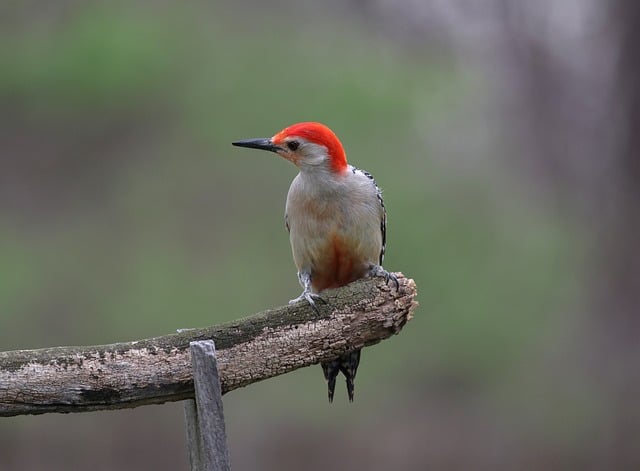 woodpecker,pigeon,blackbird,bird