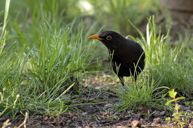 woodpecker,pigeon,blackbird,bird