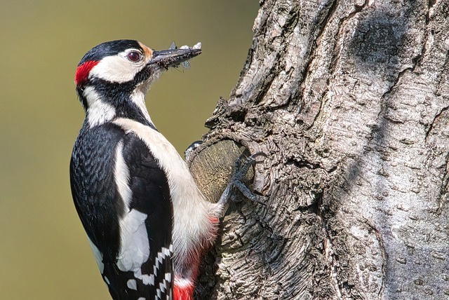Bird Removal Service USA: Effective, Humane Solutions for Residential Invasions