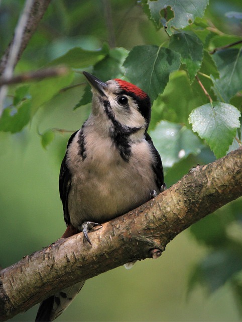 woodpecker,pigeon,blackbird,bird