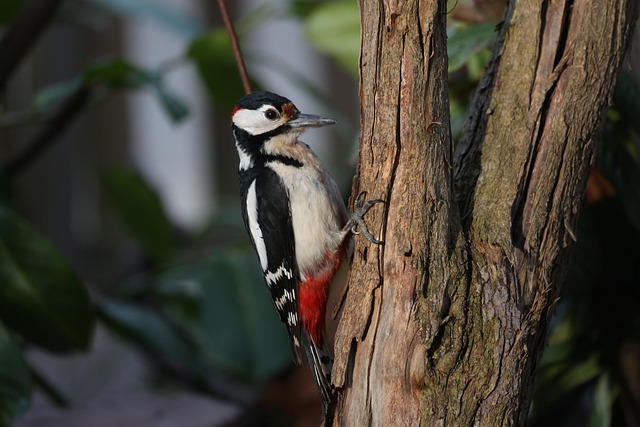 Professional Bird Removal: Expert Strategies for Safe, Legal Solutions