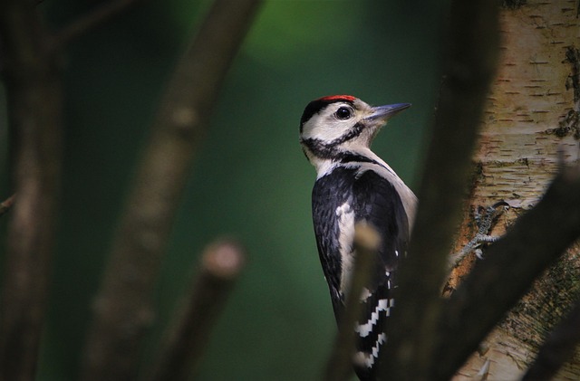 woodpecker,pigeon,blackbird,bird