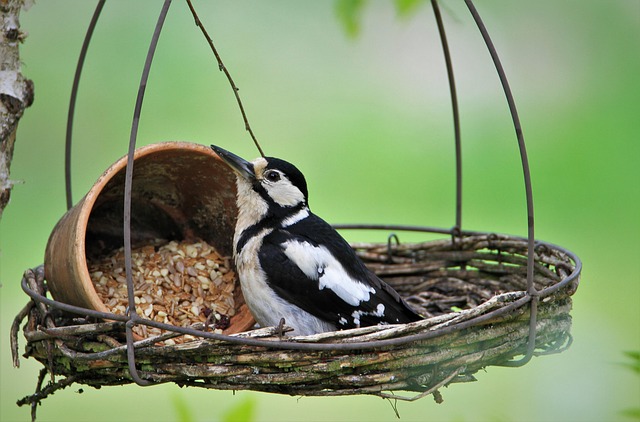 woodpecker,pigeon,blackbird,bird