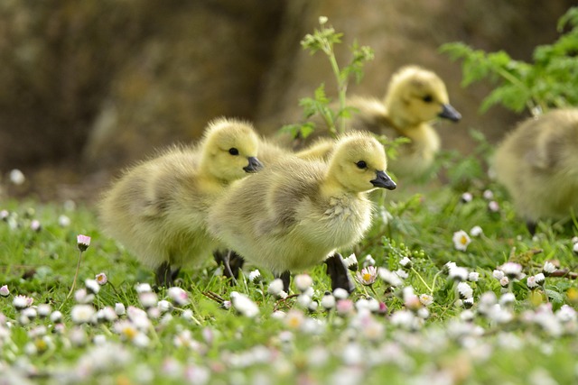 Preventing Bird Nests: A Comprehensive Guide for the USA
