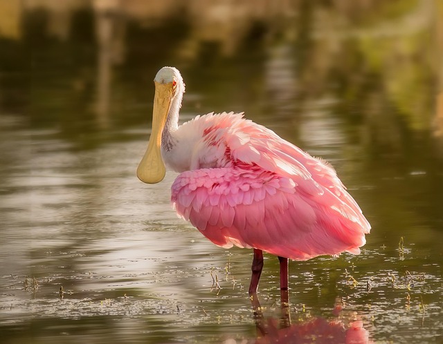 bird