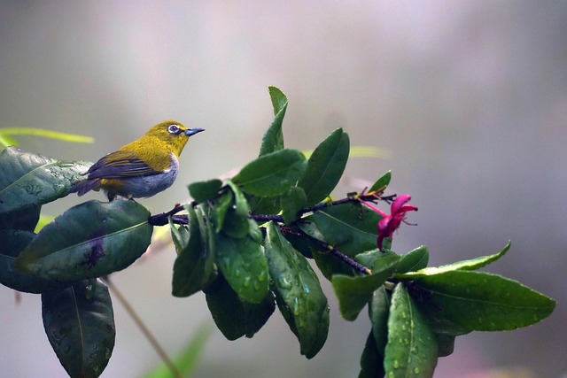 bird