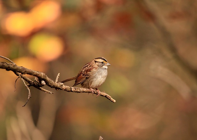 bird