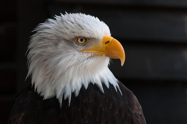 Pigeon Control: Solutions for Effective Bird Removal Services
