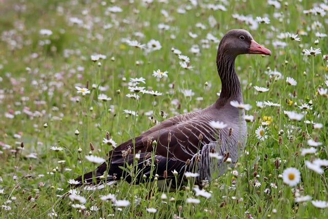 bird control