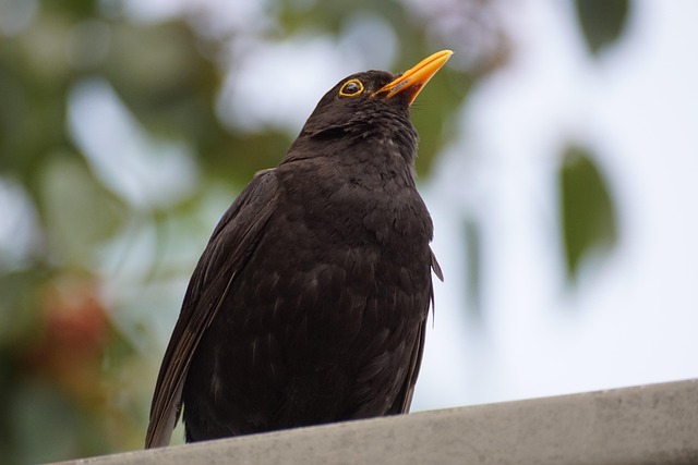 blackbird