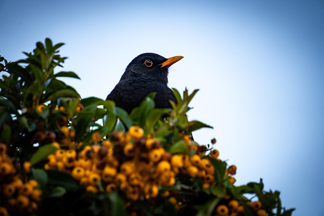 blackbird