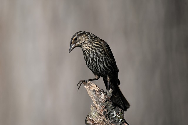 blackbird