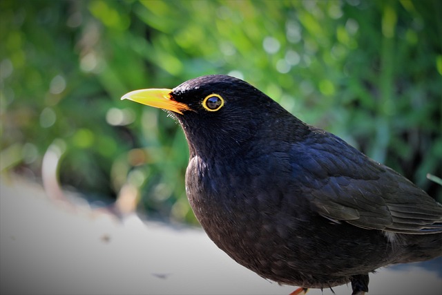 blackbird