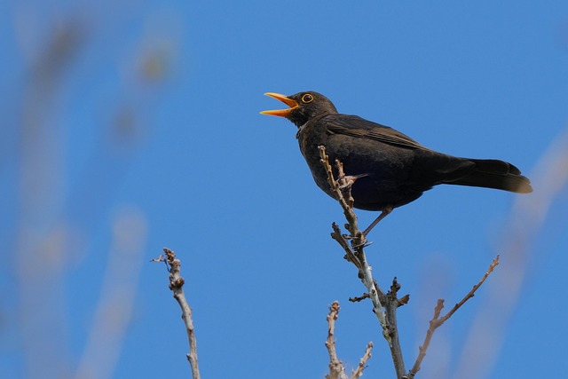 blackbird