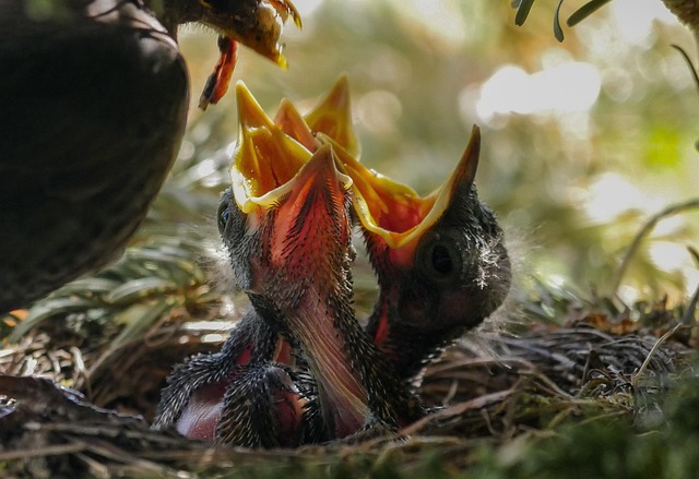 blackbird