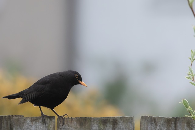 Skyscraper Safety: Effective Bird Control for Large US Buildings