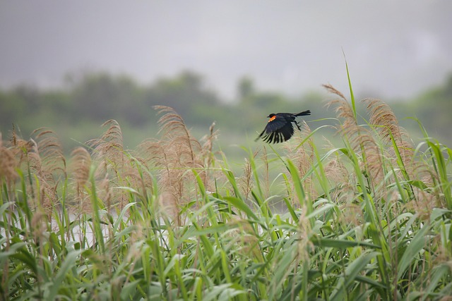 blackbird