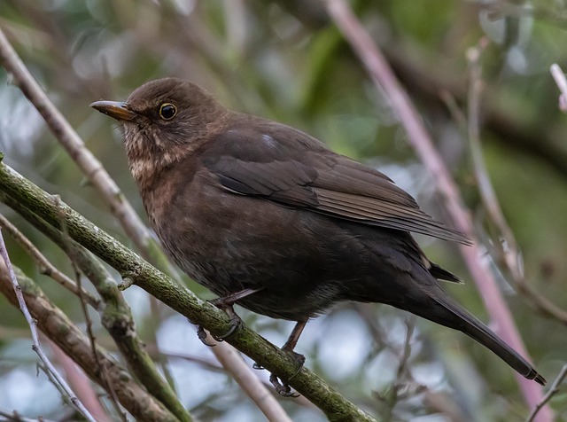 blackbird