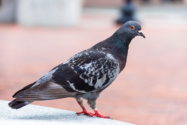 pigeon