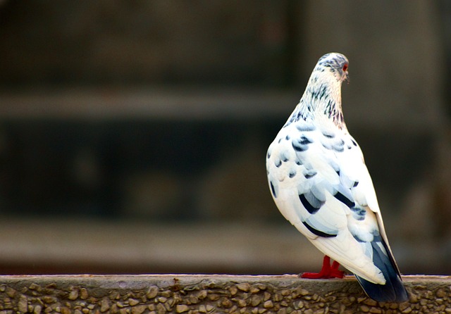 pigeon