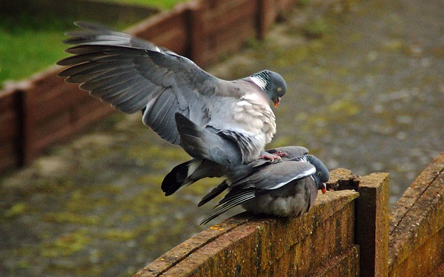 pigeon