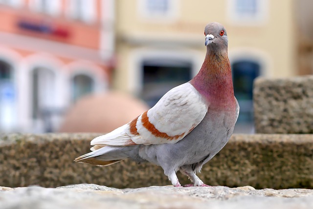 pigeon