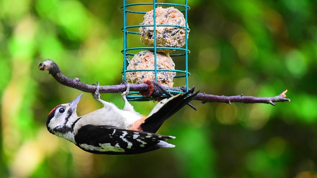 woodpecker