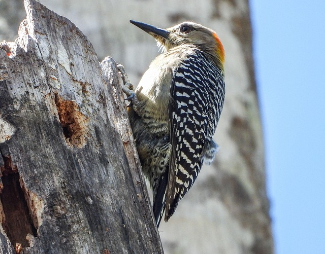 woodpecker