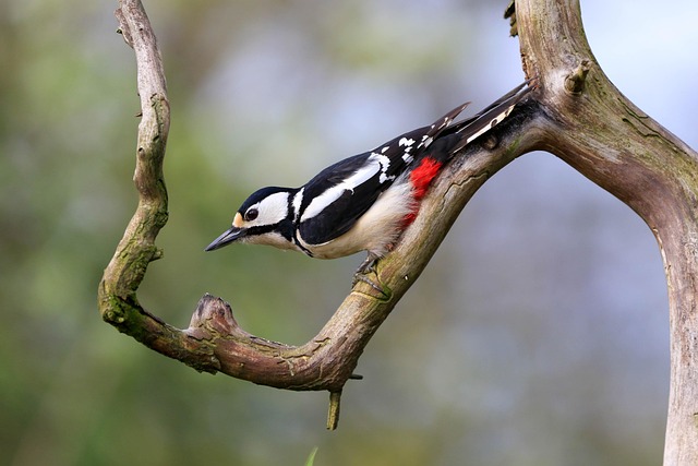 woodpecker