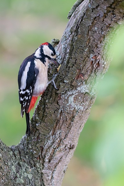 woodpecker