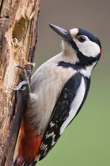 woodpecker