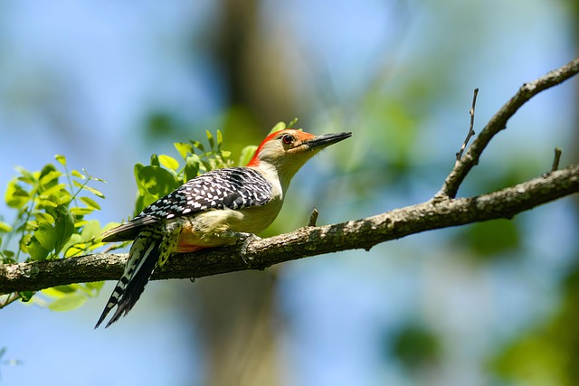 woodpecker