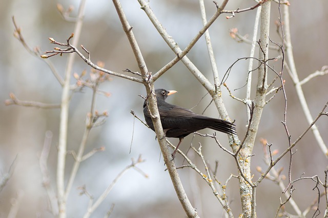 Ultrasonic Bird Deterrents: Effective Solutions for USA’s Bird Invasions
