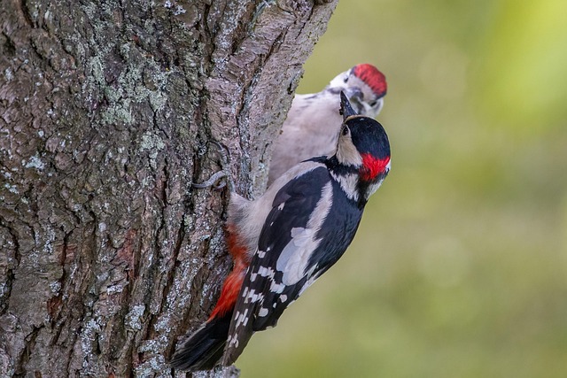 Expert Bird Control Services: Removing Nuisance Birds in USA