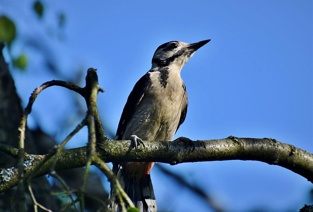 Bird Removal Services USA: Solving Urban Infestations in Garages and Structures