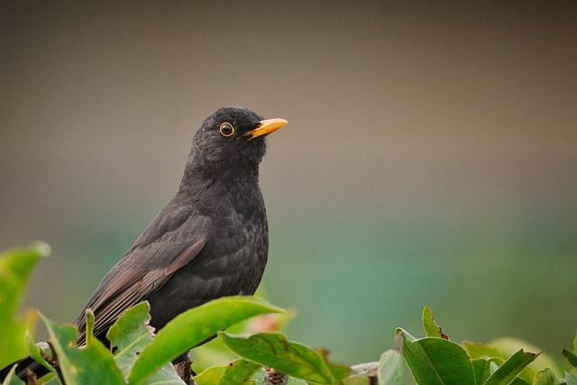 woodpeckerpigeonblackbirdbird-640x480-61491216.jpeg