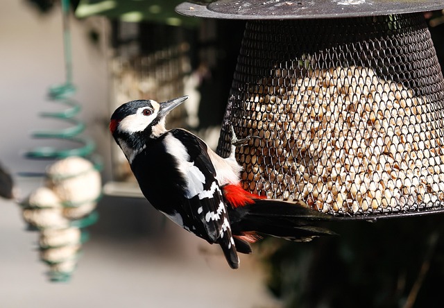 woodpeckerpigeonblackbirdbird-640x480-81614418.jpeg