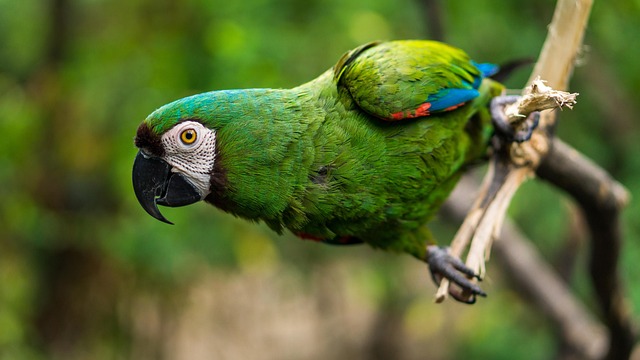 bird