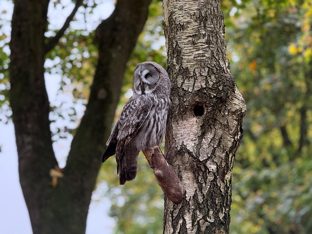 bird-640x480-23652253.jpeg