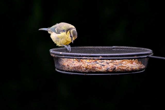 bird control