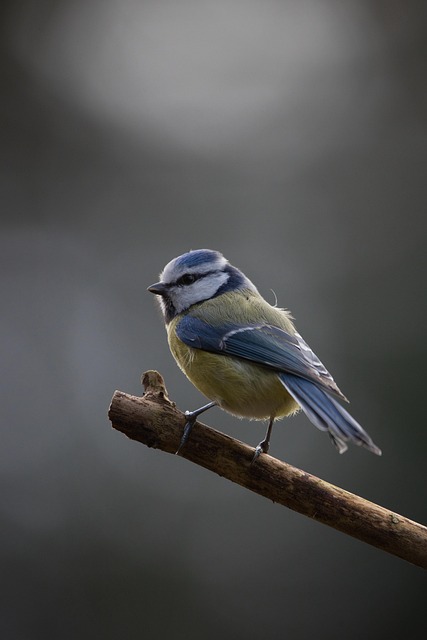 bird-removal-640x480-73939450.jpeg