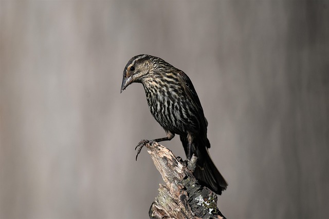 blackbird
