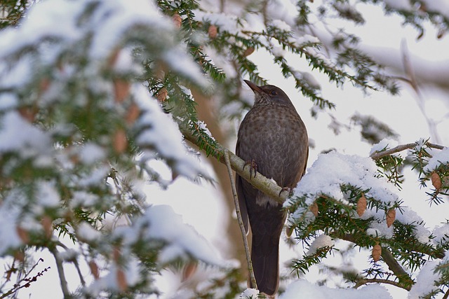 blackbird-640x480-67005723.jpeg