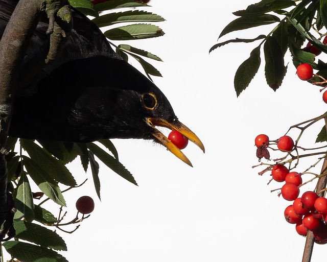 blackbird