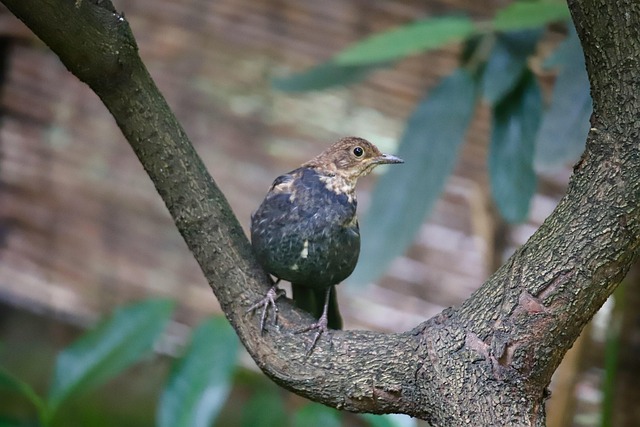 blackbird