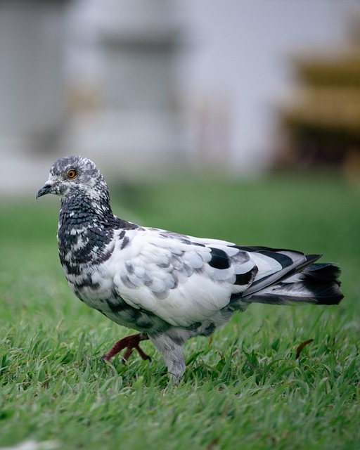 pigeon