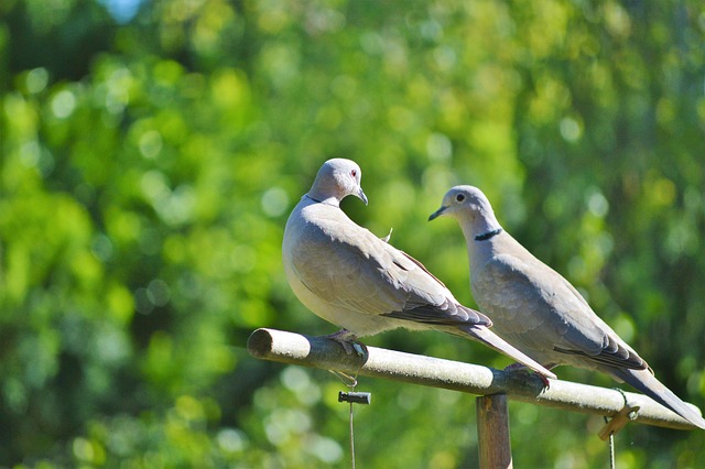 pigeon