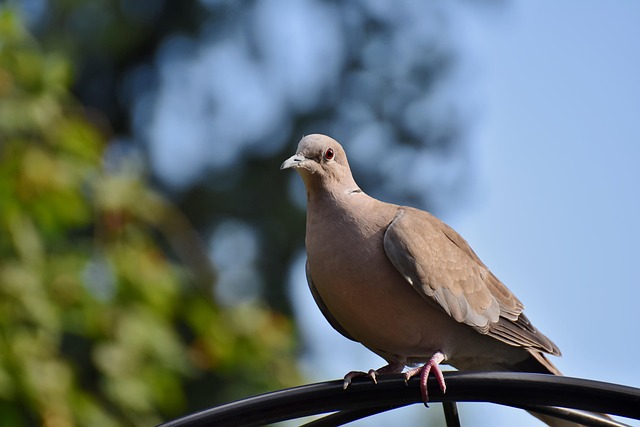 pigeon