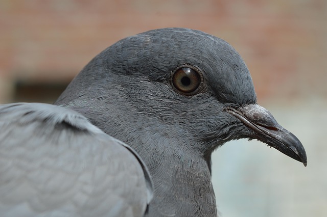 pigeon